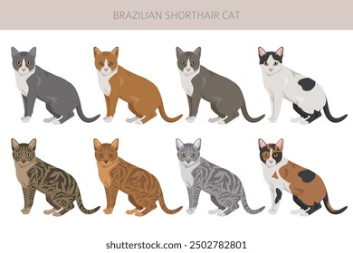 Brazilian shorthair Cat clipart. All coat colors set.  All cat breeds characteristics infographic. Vector illustration