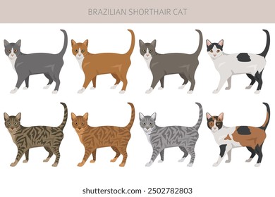 Brazilian shorthair Cat clipart. All coat colors set.  All cat breeds characteristics infographic. Vector illustration