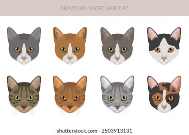 Brazilian shorthair Cat clipart. All coat colors set.  All cat breeds characteristics infographic. Vector illustration