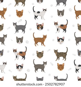 Brazilian shorthair Cat seamless pattern. All coat colors set.  All cat breeds characteristics infographic. Vector illustration