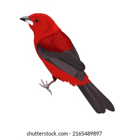 Brazilian Tanager bird vector illustration. red and black bird