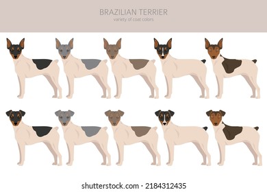 Brasilianische Terrier Clipart. Unterschiedliche Farben und Posen.  Vektorgrafik