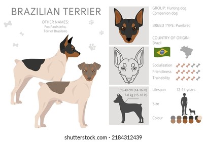 Brasilianische Terrier Clipart. Unterschiedliche Farben und Posen.  Vektorgrafik