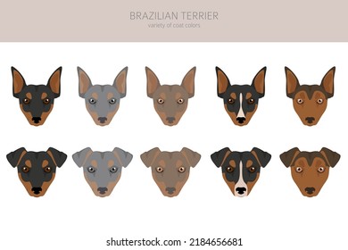 Brasilianische Terrier Clipart. Unterschiedliche Farben und Posen.  Vektorgrafik