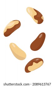 brazilian walnut on an isolated background in a cartoon flat style .vector illustration.a set of falling nuts.