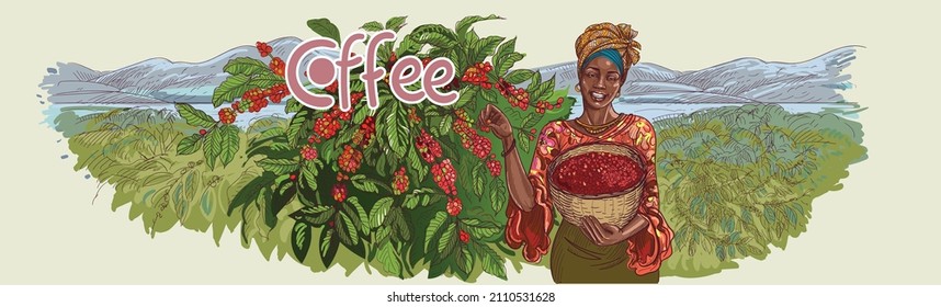 A Brazilian woman picks coffee from a coffee tree. A coffee plantation in a mountainous area and near the bush stands a woman picking berries in a basket