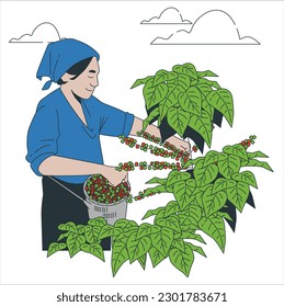 A Brazilian woman picks coffee from a coffee tree. A coffee plantation in a mountainous area and near the bush stands a woman picking berries in a basket. A woman picking red coffee beans on bouquet
