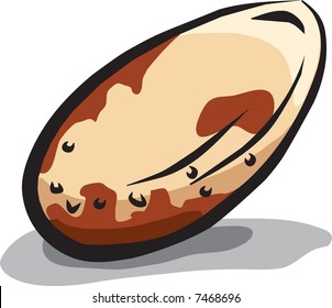 Brazillian nut isolated on white background.