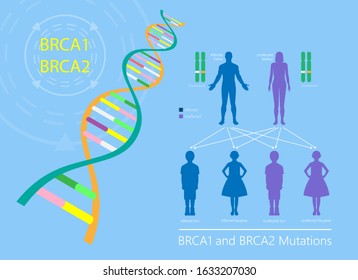 BRCA Gene Test Breast Ovarian Cancer Risk Analyze BRCA1 BRCA2 Diagnosis Draw Examine Prevention Detect Cell Female Fallopian Tube