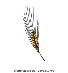 bread barley hand drawn. farm food, crop seed, organic rye bread barley vector sketch. isolated color illustration