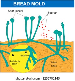 Bread Mold, Biology Course helper shapes, human body, cell, joints and bones