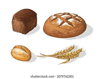 Bread vector colorful hand drawn set illustration. Other types of wheat, flour fresh bread. Gluten food bakery engraved collection