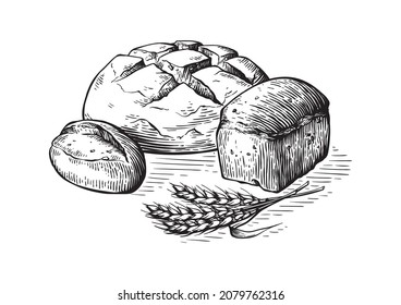 Bread vector hand drawn set illustration. Other types of wheat, flour fresh bread. Gluten food bakery engraved collection