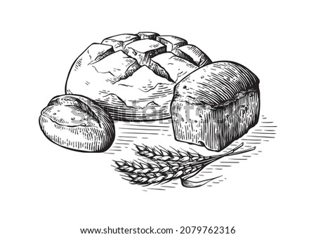 Bread vector hand drawn set illustration. Other types of wheat, flour fresh bread. Gluten food bakery engraved collection