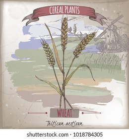 Bread wheat aka Triticum aestivum color sketch with field landscape. Cereal plants collection. Great for bakery, agriculture, farming design.
