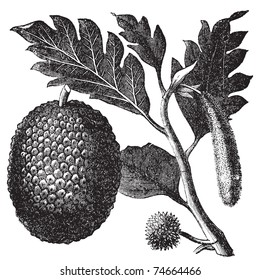 Breadfruit, Artocarpe or Artocarpus altilis old engraving. Old engraved illustration of of leaves, flowers and fruits of the breadfruit