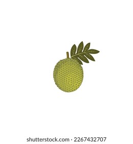 Breadfruit (Artocarpus altilis). Speisepflanze und Heilpflanze. Vektorgrafik einzeln auf weißem Hintergrund. Für Vorlagenetiketten, Verpackungen, Web, Menü, Logo, Textilien, Icon