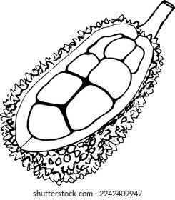 Ilustración vectorial en blanco y negro de frutos de lana aislada sobre un fondo blanco.