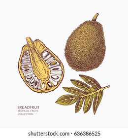 Breadfruit hand drawn illustration. Engraved botanical sketch. Vintage jack fruit design. Tropical plant drawing.