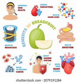 Breadfruit health benefits, icons set. Superfood rich of aminoacids for wellness, lower cholesterol, aids in digestion, immunity, weightloss. Advertising of healthy eating store, vector illustration.