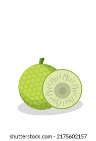 Breadfruit illustration image.Breadfruit icon.Fruits. Carbohydrate