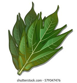 Breadfruit leaf isolated on a white background. Vector cartoon close-up illustration.
