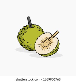 Breadfruit vector illustration isolated for all purpose