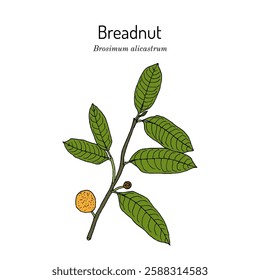 Breadnut or maya nut (Brosimum alicastrum), edible and medicinal plant. Hand drawn botanical vector illustration