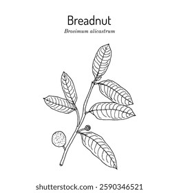 Breadnut or maya nut (Brosimum alicastrum), edible and medicinal plant. Hand drawn botanical vector illustration