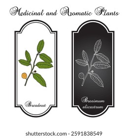 Breadnut or maya nut (Brosimum alicastrum), edible and medicinal plant. Hand drawn botanical vector illustration