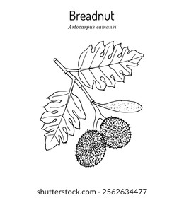 Breadnut, or seeded breadfruit (Eleusine indica), edible and medicinal plant. Hand drawn botanical vector illustration