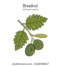 Breadnut, or seeded breadfruit (Eleusine indica), edible and medicinal plant. Hand drawn botanical vector illustration