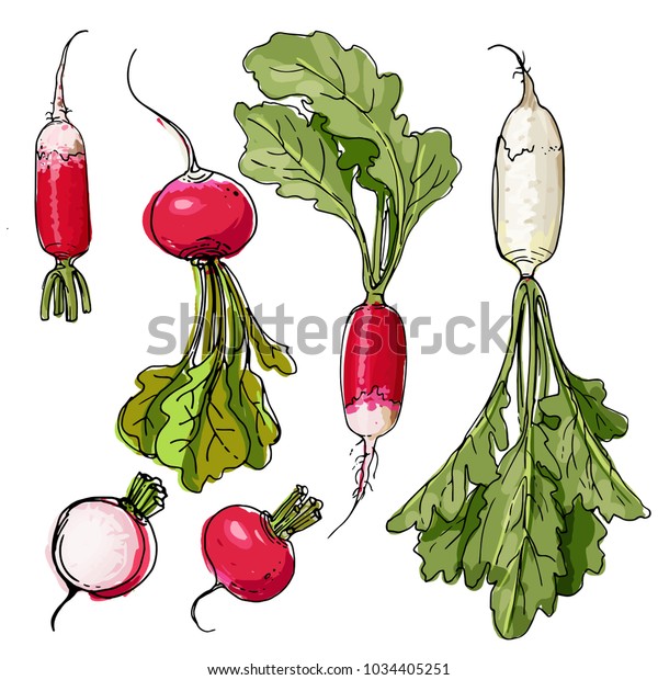 Vector De Stock Libre De Regalias Sobre Desayuno Rabano Radish Pintado Con Una1034405251