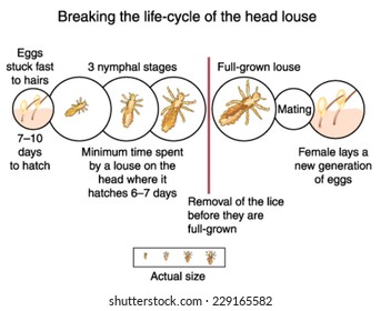 Breaking the life cycle the head louse by wet combing before the lice are full grown  Created in Adobe Illustrator   Contains gradient meshes   EPS 10 