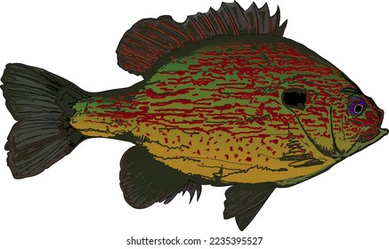 Bream fish , crappie , bluegill 