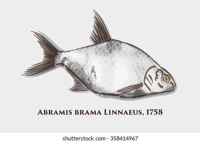 Bream fish. Latin name Abramis Brama. Hand drawn ink textures. Stock vector.