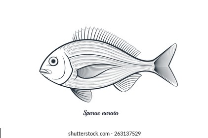 bream fish outline vector illustration