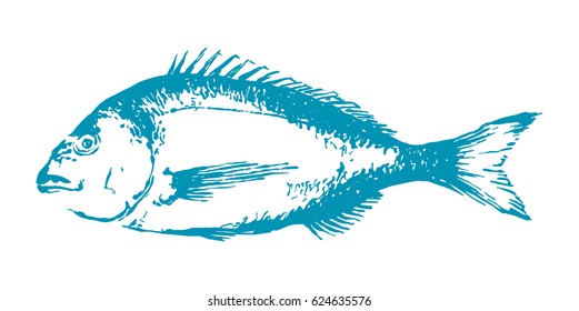 Bream fish, Sparus aurata. Hand drawn vector