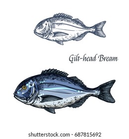 Bream fish vector sketch icon. Isolated sea or atlantic gilt-head bream or dorado fish. Isolated marine fauna symbol for seafood or fish food restaurant sign emblem, fishing club or fishery market