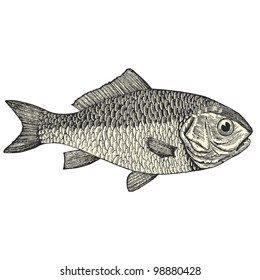 Bream - vintage engraved illustration - "Dictionnaire encyclopÃ?Â©dique universel illustrÃ?Â©" By Jules Trousset - 1891 Paris