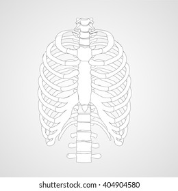 Breast cage bones structure anatomy vector icon