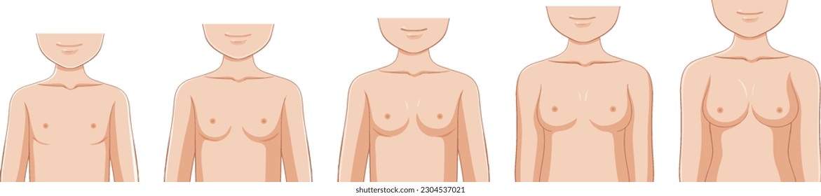 Breast Development Stages of Puberty Girl illustration
