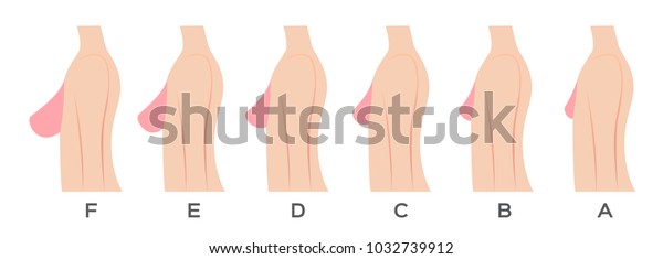 Breast Size Type Vector Stock Vector (Royalty Free) 1032739912