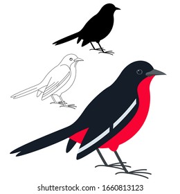 breasted shrike,vector illustration, flat style, silhouette and lining draw