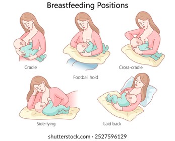 breastfeeding positions, including cradle, football hold, cross-cradle, side-lying, and laid back, for nursing mothers diagram hand drawn vector illustration. Medical science educational illustration