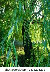 Breath of summer: from the magic place under the hanging willow tree branches relax and take a glimpse onto the lawn covered with green grass and lit by bright afternoon sun in the secret garden.