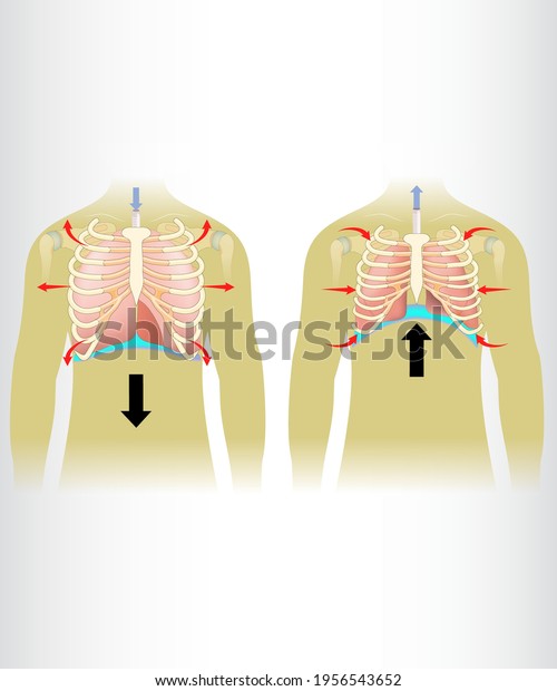 Breath Taking Anatomical System Oxygen Stock Vector (Royalty Free ...