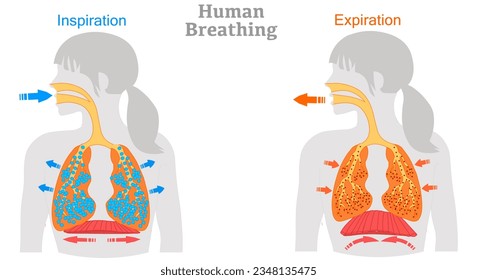 Breathe stages. Inhalation exhalation. Mechanism of the respiratory cycle. Fresh air inflating bronchi in lungs Discharge of polluted air from woman body. Move diaphragm. Biology illustration vector