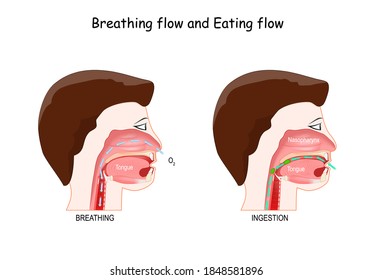 Breathing and Eating (ingestion) flow. Inhaling and swallowing process. Trachea and esophagus anatomy.