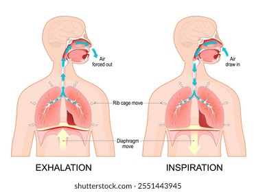 Breathing. Exhalation and Inspiration. Cross section of human body with lungs and Diaphragm. Movement of rib cage, lungs and Diaphragm during inhale and exhale. vector illustration. 